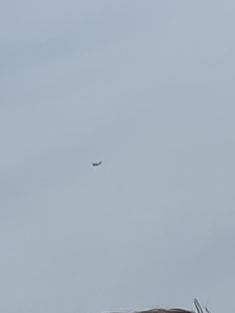 Sighting photo of 2-DOGZ