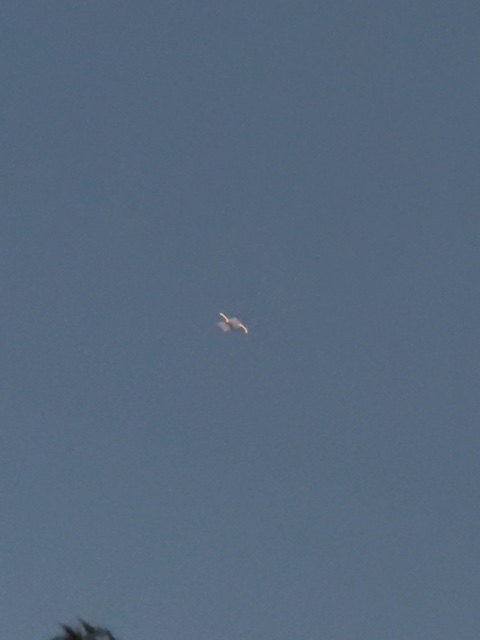 Sighting photo of N3754A